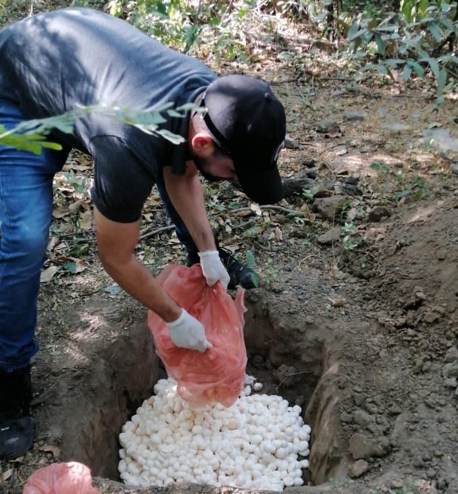 Personal de CORPAMAG enterrando los huevos decomisados para su destruccion