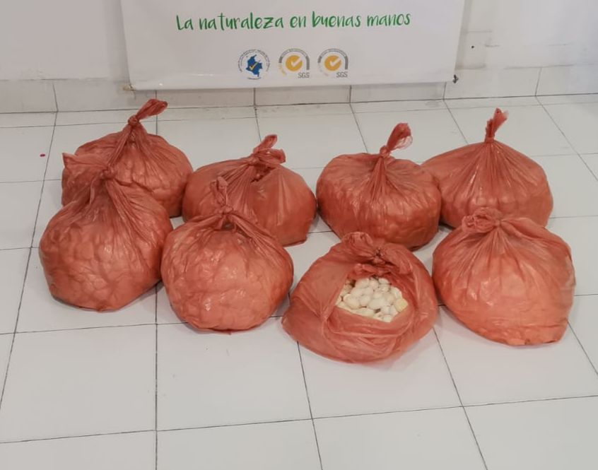 Huevos de iguana en 8 bolsas colocadas en el suelo 