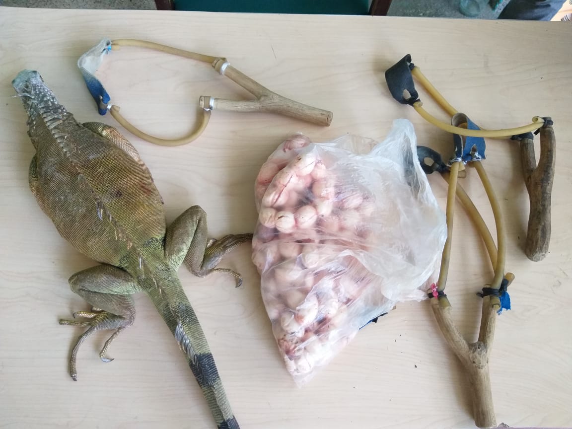 Imagen de la iguana rescatada, junto a sus huevos y las tradicionales hondas para la caza.