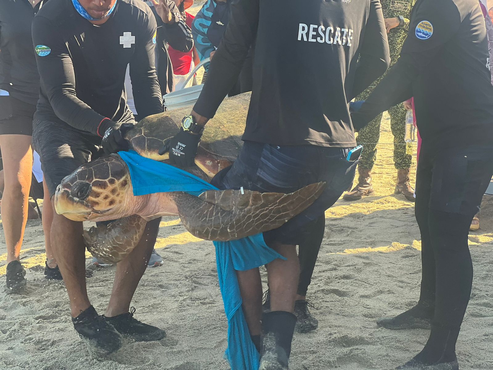 Tortuga cargada por personal del centro de fauna la cual tiene en su caparazon el transmisor