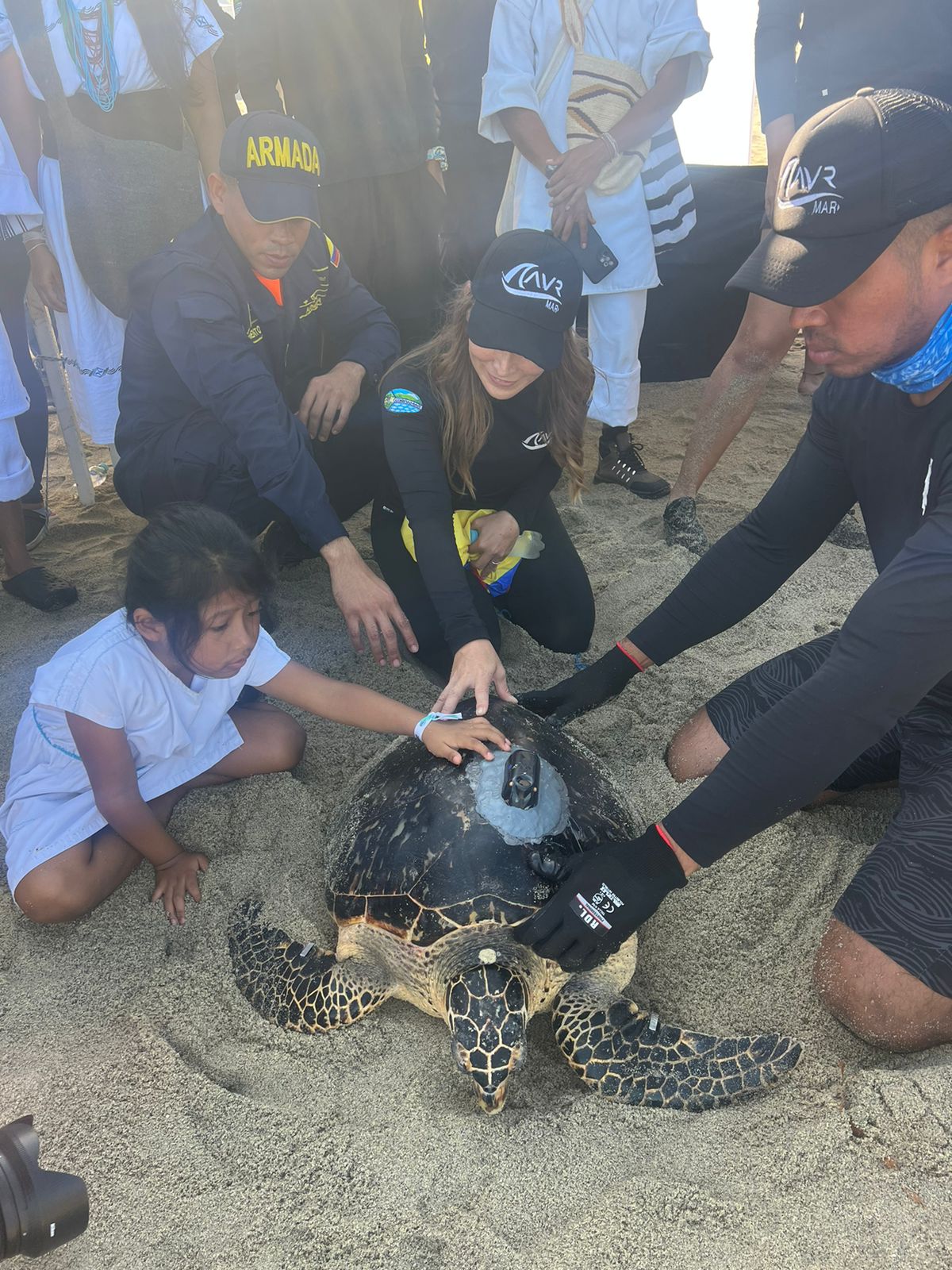 Tortuga carey en la arena rodeada por funcionara de corpamag y comunidad