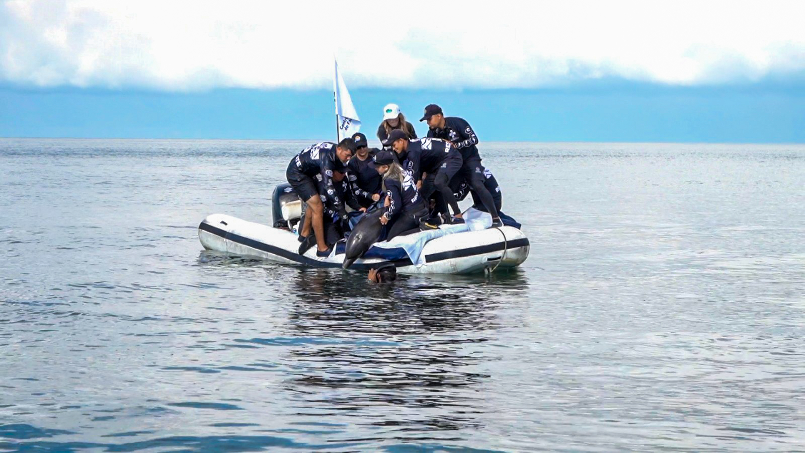 Equipo del Centro de Rescate de Fauna Marina con delfin en lancha