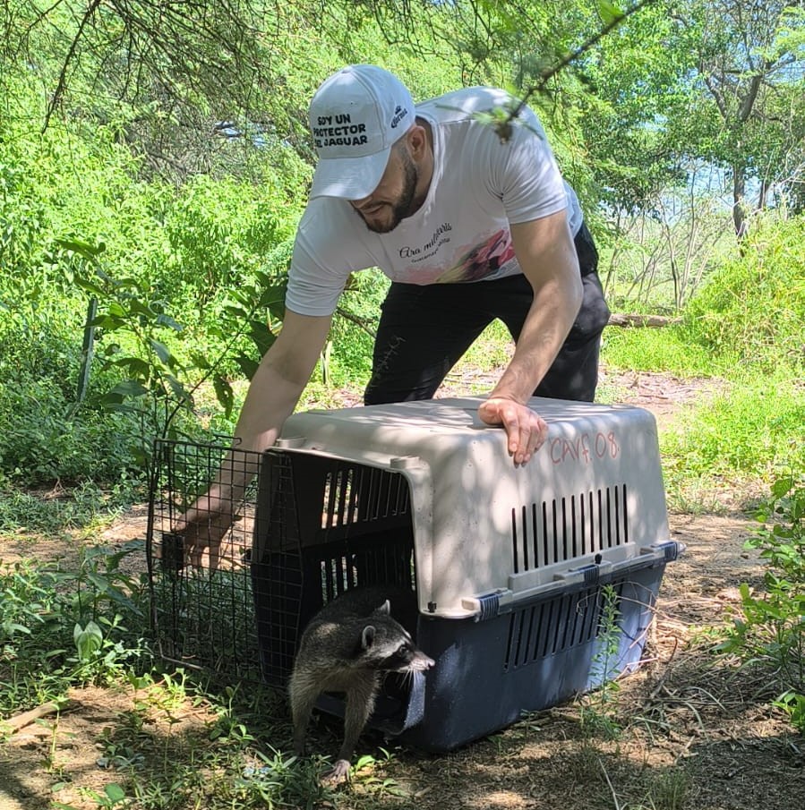 Funcionario de corpamag liberando animal