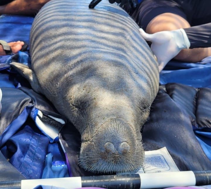 Manati atendido por personal del centro de fauna