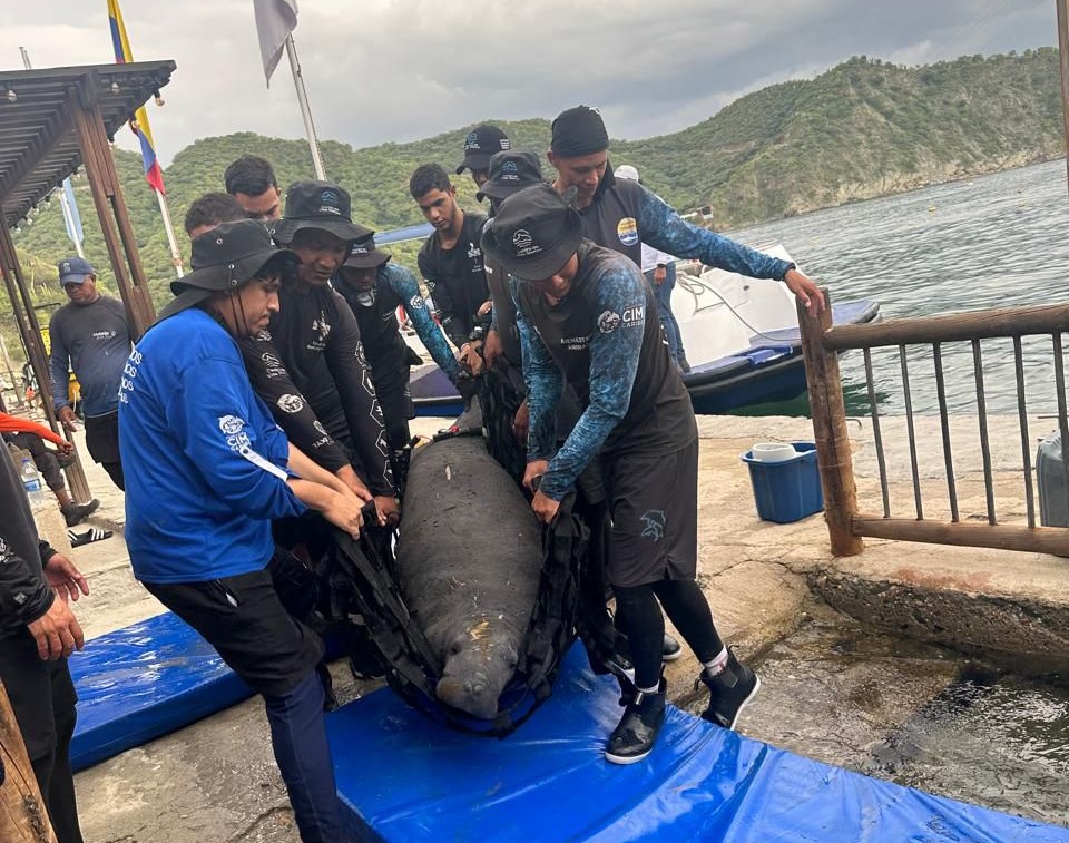 Sobrado de Tiburòn es nuevamente rescatado por el Centro de Fauna Marina