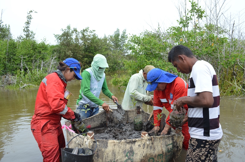 Cinco personas de la región de la Ciénaga Grande preparan abono y siembran las plantulas. 
