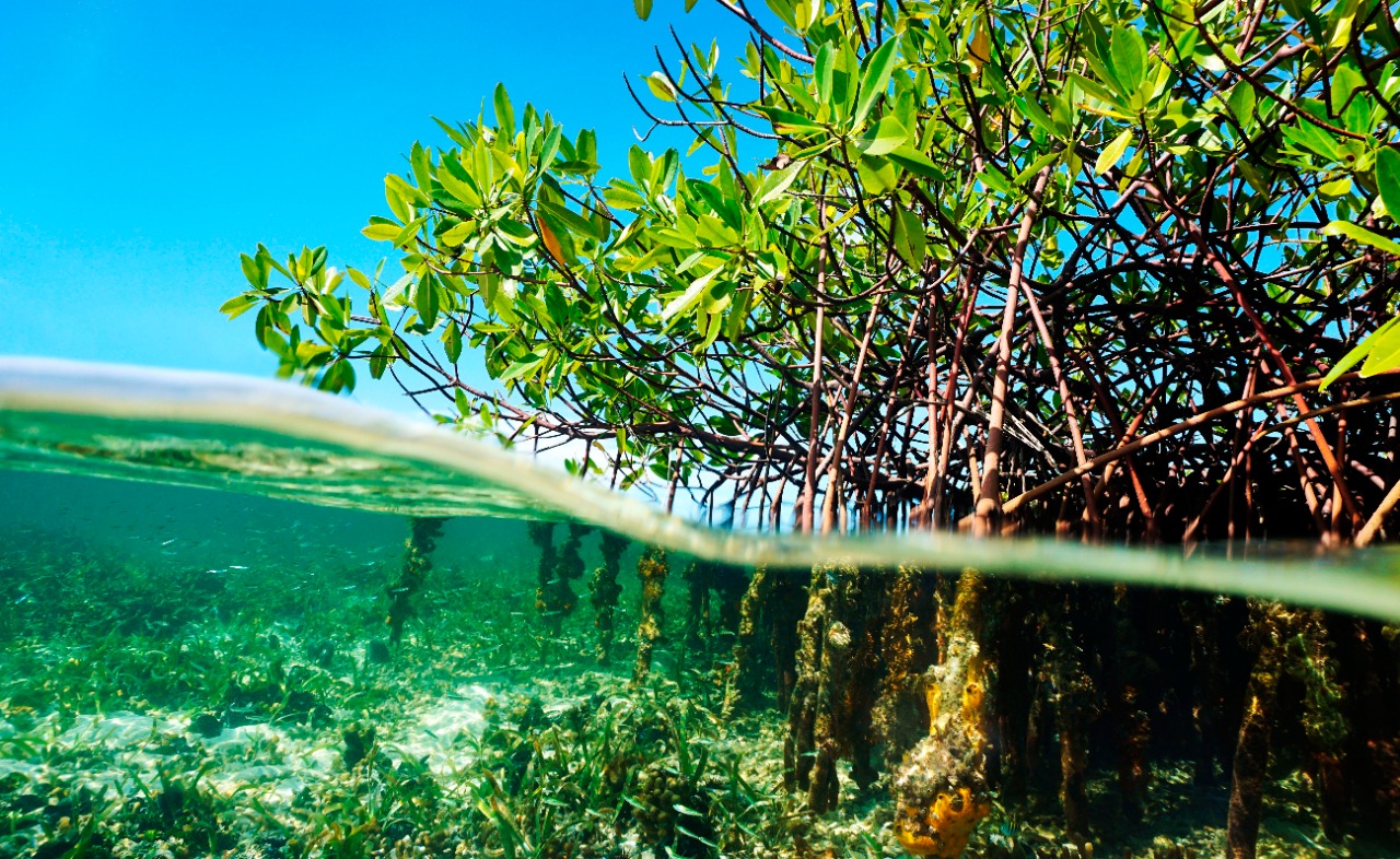 Foto de mangle sobre el agua