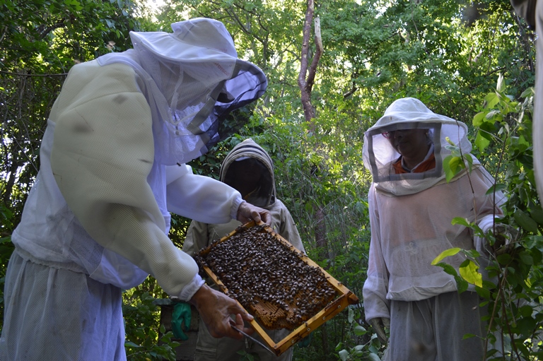 Apicultores con abejas