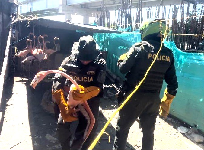 Miembros de la policia sosteniendo un flamingo en la casa donde fue realizado el operativo