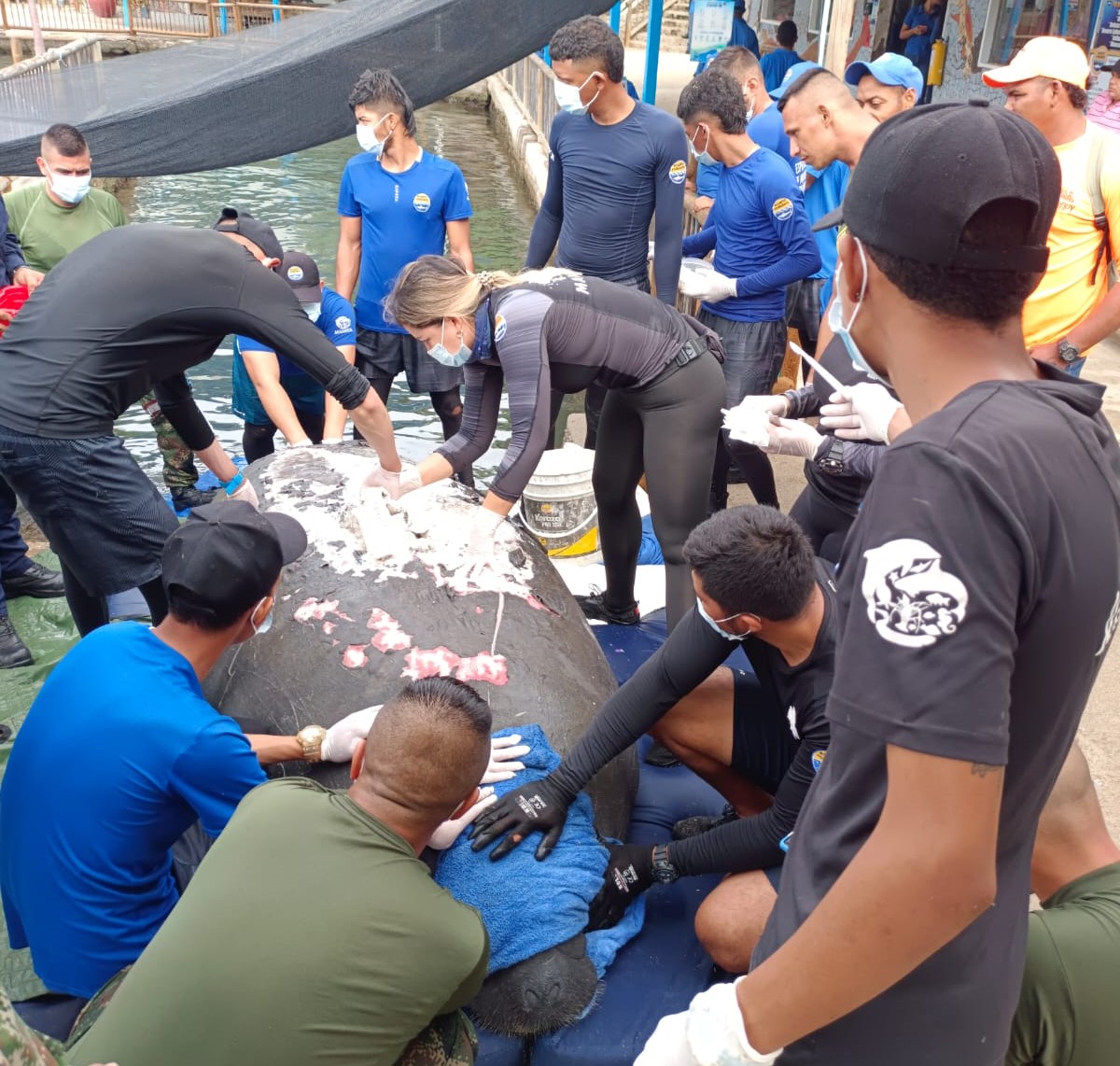 personas especializadas curando a manati en el centro de fauna