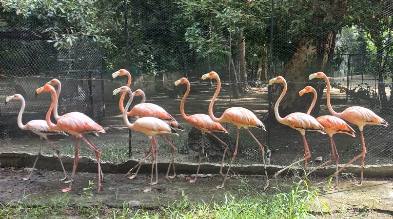 Grupo de flamingos en el centro de fauna