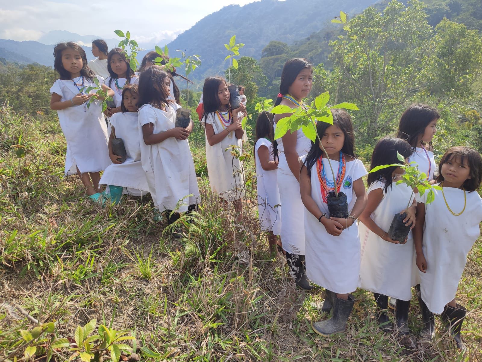 Niños indigenas en fila caminando en la montaña con arboles de roble en sus manos