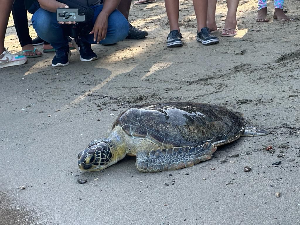 Tortuga en la arena